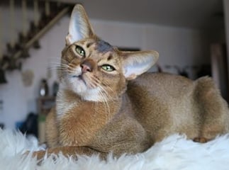chat Abyssin